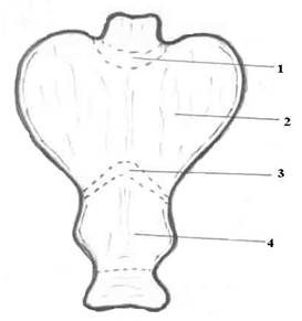 Схематическое распределение желудочных желез. Желудок рассечен по большой кривизне и развернут по обе стороны (по Ю.М. Лазовскому).
